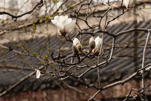 5199c44c20964e429936ed49346ca872